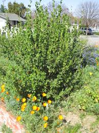 Image result for Macrotyloma densiflorum