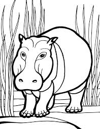 37+ hippo coloring pages for printing and coloring. Hippopotamus Coloring Pages Coloring Home