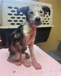 EDIT: fully funded in 33 minutes! Link updated to help other dogs in need]  This is Cluck. She was found as a stray with inflamed, itchy skin due to  severe demodex mange.