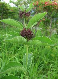 Image result for Vincetoxicum tenuipedunculatum