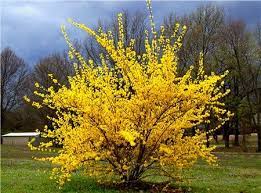 We did not find results for: Flowering Bushes Garden Shrubs Growing Shrubs