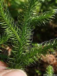 Image result for Lycopodium clavatum
