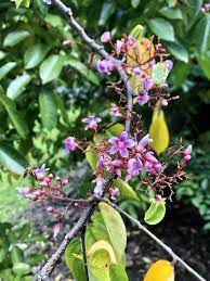 Starfruit Flowers Averrhoa Carambola Being Pollinated Oc 3024x4032 Flowers Plant Fungus Pollination
