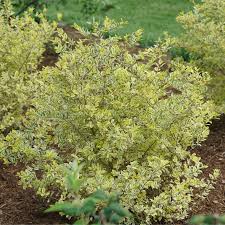 Image result for ligustrum ovalifolium