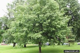 The species listed are considered for such factors as: Meet The Ironwood Or American Hop Hornbeam Ostrya Virginiana Ironwood Tree Ironwood Plants