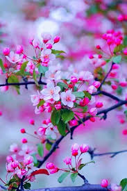 Twitter Cicek Acan Agaclar Egzotik Cicekler Flower Power