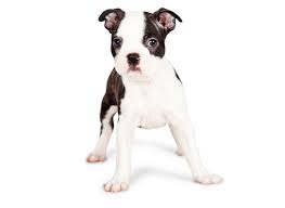 Find the perfect puppy for you! 1 Boston Terrier Puppies For Sale In Los Angeles Ca