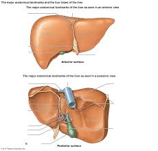 Liver is an essential organ of the body. Liver Diagram Quizlet