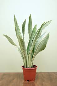 Image result for Sansevieria metallica