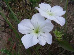 Image result for Cycnium