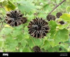 Image result for Abutilon hirtum