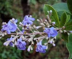 Image result for Vitex trifolia