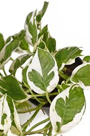Image result for Epipremnum en casa