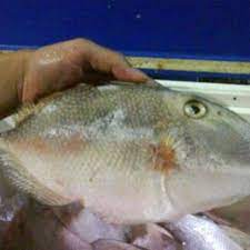 Bakso daging.aku jarang sekali bikin sendiri.selain biasa beli.kadang.kalau bikin bakso kayak daging gitu, musti harus pakai daging kualitas bagus, dan buatnya juga musti dalam jumlah banyak sekalian. Ikan Ayam Ayam Shopee Indonesia