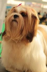Lhasa apso colors can include black, tan, cream, gold, red, white, blue, gray, dark gray (charcoal), silver and liver. Hd Wallpaper Dogshow Lhasa Apso Long Haired Young Red White Adorable Wallpaper Flare