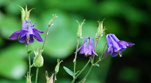 Image result for Aquilegia vulgaris Tower Mix