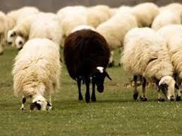 These sheep stand out in the flock and their wool was traditionally considered less valuable as it was not able to be dyed. Why Being The Black Sheep In The Family Is A Good Thing Letterpile