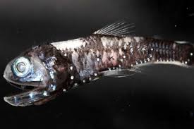 Sel hewan merupakan sel eukariotik yang membentuk jaringan tubuh hingga organ. Ini Alasan Ikan Laut Dalam Bisa Melihat Di Kegelapan Teknologi