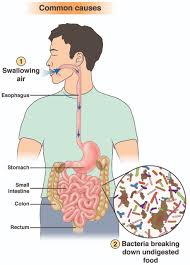 Makanan berjalan melalui esofagus dengan menggunakan proses peristaltik. Aga Di Twitter Diet Is A Common Cause Of Gas Foods Like Cauliflower Brussels Sprouts Dried Beans Broccoli Cause More Gas Because They Are Not Fully Broken Down In The Intestine