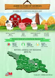 Infographic National Statistics Office Of Georgia