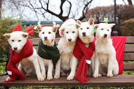 Choisissez parmi des contenus premium christmas dogs de la plus haute qualité. Christmas Brings Loneliness To Many But A Dog Can Help Abc News Australian Broadcasting Corporation