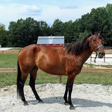 Freeze branding your horse is an alternative to the traditional hot brands. Photo Challenge 22 Brands Horse Nation