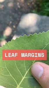 Image result for leaf margin entire