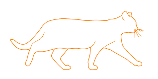 Drawing a cat isn't as hard as it looks! Domestic Cats Dimensions Drawings Dimensions Com