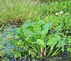 Image result for Limnophyton obtusifolium