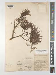 Image result for Afrocarpus usambarensis