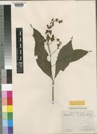 Image result for Whitfieldia thollonii