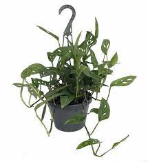 Swiss Cheese Plant Cheese Plant Plants
