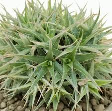 Image result for Geigeria brevifolia