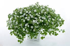 Image result for Sutera debilis