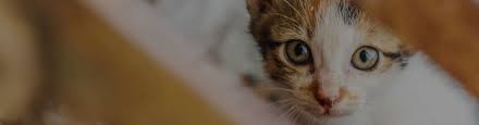It is normal for cats to vomit up the occasional trichobezoar, particularly longer haired cats. Does My Cat Have Asthma Or A Hairball Trudell Animal Health