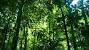 Tropical Rainforest Ecosystem