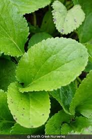 Image result for Catunaregam obovata