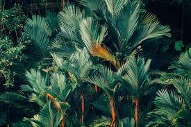 Looking for the best wallpapers? Tropical Iphone Wallpapers Archives Preppy Wallpapers