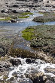 Image result for Chenolea