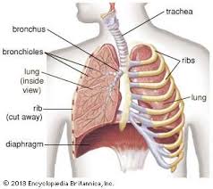 human respiratory system description parts function