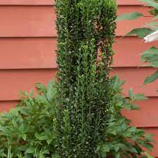 This hosta is a true classic perennial. 30 Best Shrubs For Shade
