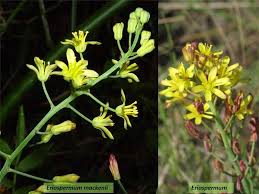 Image result for Eriospermum mackenii