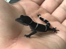 名古屋のペットショップRemix【リミックス・ペポニ】