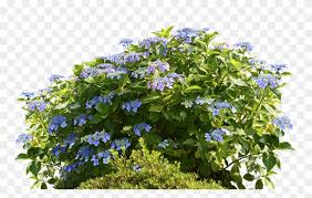 Images In Collection Blue Flowering Shrub Png Transparent Png 960x638 6426992 Pngfind Free for commercial use no attribution required high quality images. blue flowering shrub png transparent