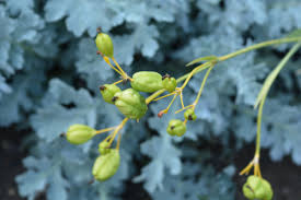 How to grow daylilies from seeds. Daylily Care How To Extend The Blooming Season Here By Design