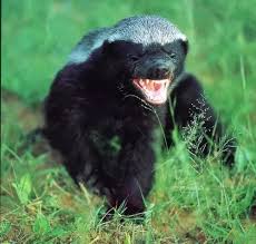 Honey badger vs wolverine size. Which Animal Would Win In A Battle Between A Wolverine And A Honey Badger Quora