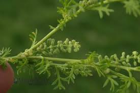 Image result for Lasiodiscus pervillei