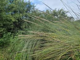 Image result for Miscanthus junceus