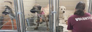 Maybe you would like to learn more about one of these? Volunteer Humane Society Tampa Bay