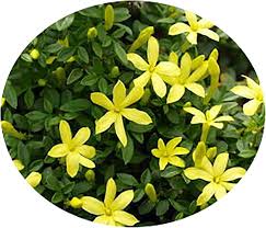 Image result for Jasminum meyeri-johannis